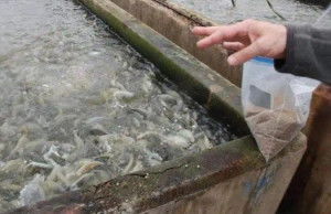 罗非鱼养殖技术及其在水产品养殖中的应用