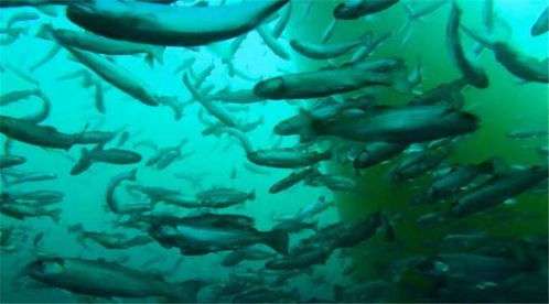 青岛建设深远海养殖试验区 筑牢海上粮仓，推动水产品养殖高质量发展