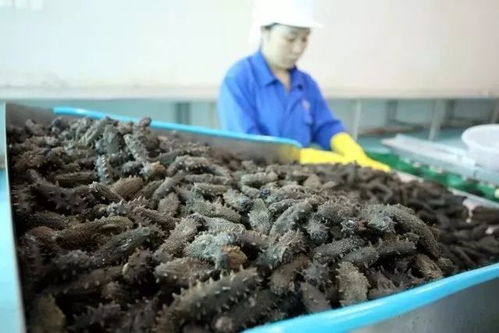 大连海鲜安全调查报告 水产品养殖现状与官方回应