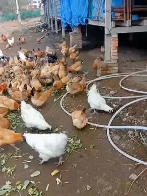 养殖小妙招 科学喂养提升家禽与水产养殖效益