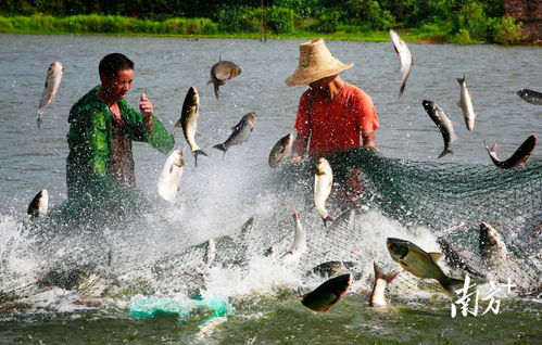 东涌聚芯 岭南小镇竞逐大湾区水产品养殖新篇章