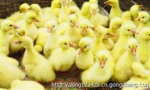 鹅苗与鸭苗价格解析及选购指南