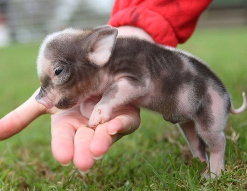 萌趣瞬间 可爱到爆的小猪还没手掌大与稚嫩鹅苗的摄影图赏