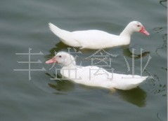 厂家直销广州优质正宗扬州白羽鹅苗指导价及市场行情——广州丰盛禽业