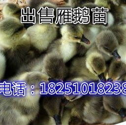 鹅苗与鸽苗购买指南 渠道、注意事项与养殖建议