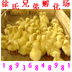 匠心育良种，精选赢未来——聚焦江苏新天地牧业良种仔猪与鹅苗繁育