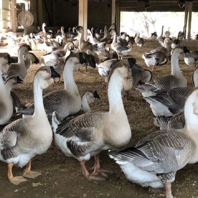 狮头鹅苗与猪苗养殖全攻略 优质纯正大种、疫苗保障与运输无忧