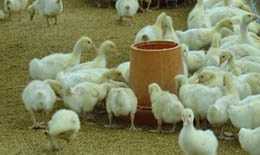 白鹅鹅苗与青年鹅市场价格解析及优质厂家推荐