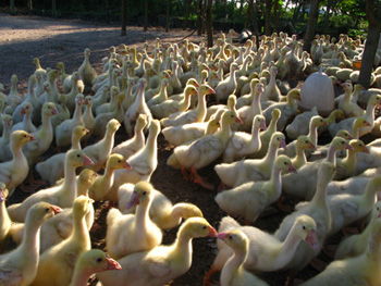 探寻陕西畜禽苗种供应 聚焦鹅苗孵化与猪苗市场