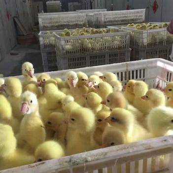 王士霞 惠农网上的诚信猪苗供应商，助力养殖户稳健增收