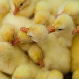 砀山地区优质鹅苗与猪苗购买指南及品牌推荐