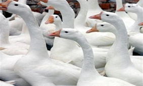 遵义与江苏鹅苗及猪苗市场行情分析与价格走势