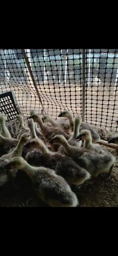 广州狮头鹅苗批发