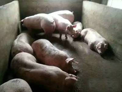 科学养猪四阶段 小猪长骨，中猪长皮，大猪长肉，肥猪长油