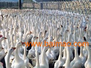 鹅苗价格全解析 市场行情、厂家选择与购买指南