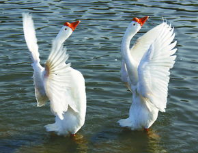 禽畜苗市概览 鹅苗价格与品种分析及猪苗市场简述