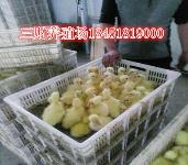 宿迁鹅与鹅苗:养殖新手入门指南