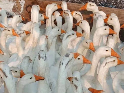 鹅苗市场概览 价格、购买渠道与品种选择