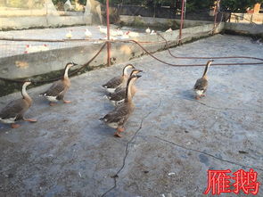 专业鹅苗与鸽苗供应 四川白鹅苗、大种巨型四季三花鹅苗批发与技术指导